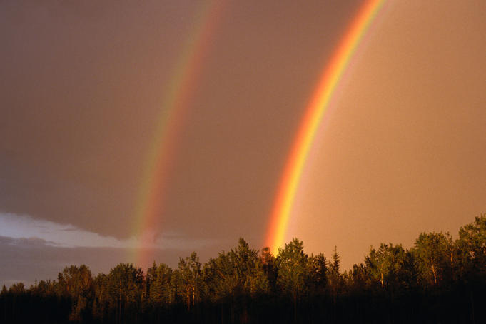 Rainbows over trees.