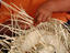 Hat making, Tahiti & French Polynesia