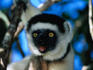 Verreaux's Sifaka (Propithecus verreauxi verreauxi) in Nahampoana Reserve.