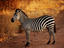 Burchell's zebra on track.