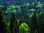 Tree crowns, Black Forest
