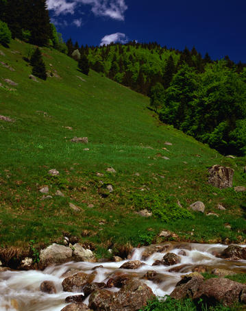 A shallow spring mountain stream flowing at the base of a hill in the Black Forest near Feldberg.