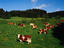 Black Forest region, Black Forest