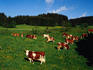 Cows grazing in a field in the Black Forest region.