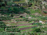 Terraced farming in Santa Cruz de la Palma