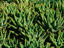 Vegetation on the Isla de la Palma: cactus plants