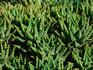 Vegetation on the Isla de la Palma: cactus plants