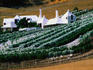 The Coleraine vineyard, one of the contributors to the yearly Hawkes Bay Wine Festival - Napier, North Island