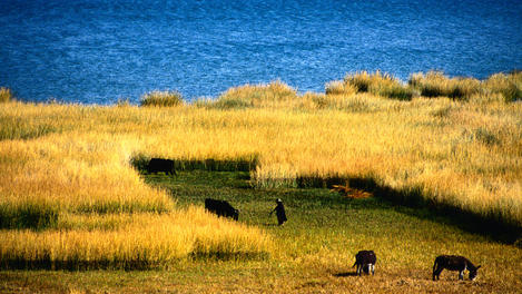 LakeTiticaca, Bolivia