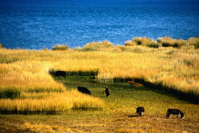 Farming along the eastern shore of Lake Titicaca - La Paz