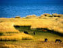 Farming along the eastern shore of Lake Titicaca - La Paz