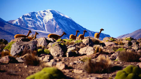 Vicuna, Parque Nacional Lauca