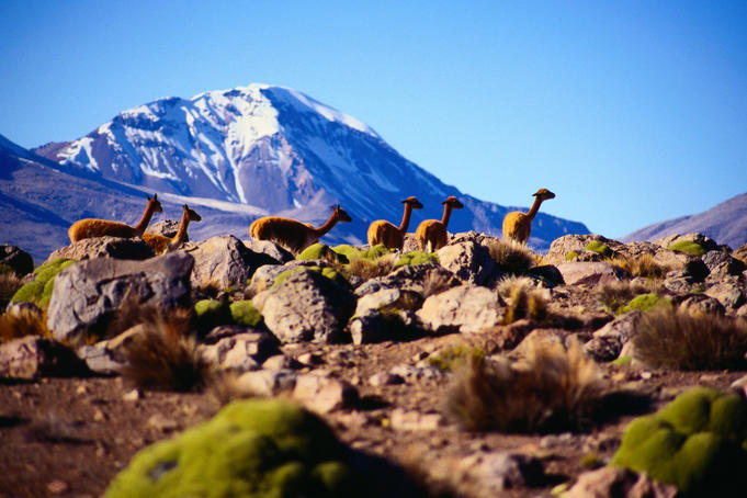 Vicuna ( Vicugna vicugna ) with Volcano Sajama in the background - Lauca Parque Nacional, Tarapaca