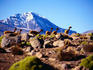 Vicuna ( Vicugna vicugna ) with Volcano Sajama in the background - Lauca Parque Nacional, Tarapaca