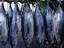 Tuna, Tahiti & French Polynesia