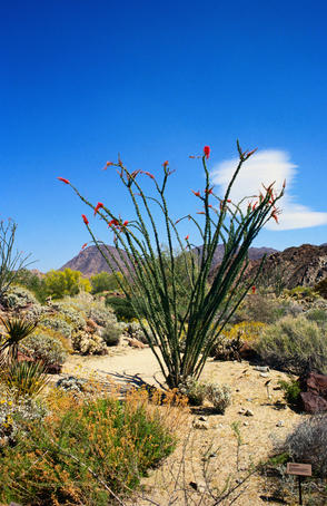 Desert plant in Ocotillo.
