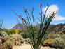 Desert plant in Ocotillo.