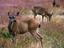 Columbia Black-tailed Deer, Redwood National Park