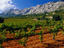 Vineyards, Provence