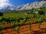 Vineyards beneath Sainte Victoire mountain in Provence.