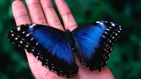 Blue Morpho Butterfly, Costa Rica