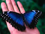 The iridescent Blue Morpho Butterfly (Morpho menelaus) from Monteverde.