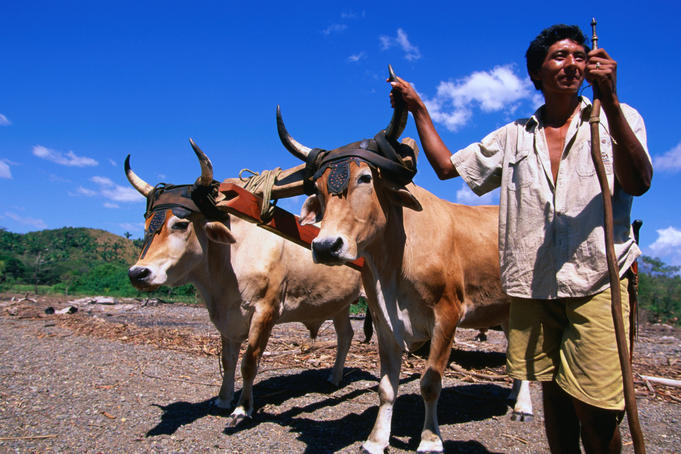 A famer and his ox and cart toil the fields in Playa Camaronal.
