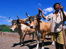 A famer and his ox and cart toil the fields in Playa Camaronal.