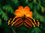 Large Tiger Butterfly (Lycorea cleobaea) resting on flower, Spirogyra Butterfly Garden.