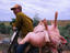 Purchase of Pig, bicycle, Siem Reap