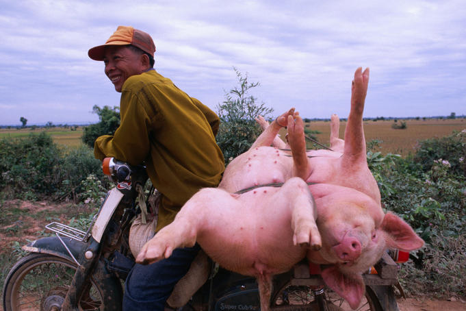 A recent purchase of pig travels uncomfortably home by bicycle.