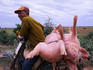 A recent purchase of pig travels uncomfortably home by bicycle.