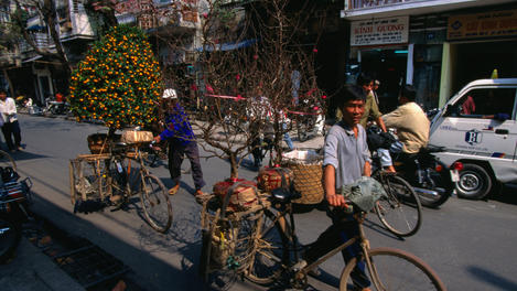 Kumquat and Peach trees are taken home in readiness for the Tet Festival, not unlike Christmas trees in the west, kumquats and other trees or New Year Trees (cay neu) are decorated to ward off evil spirits