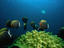 Image_890-9