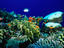 Reef fish on a coral reef - Red Sea