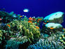 Reef fish on a coral reef - Red Sea