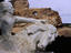 Crazy Horse Memorial, Black Hills