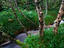 Berriedale Wood, considered the northermost (semi)natural woodland in Britain