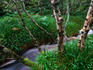 Berriedale Wood, considered the northermost (semi)natural woodland in Britain
