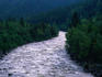 River rapids flow through countryside in Oslo. Fern trees are a common scene throughout Norway