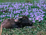 A water buffalo swims in a sea of purple flowers.