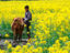 Farmer and ox, canola field, Yúnnán