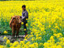 A farmer and ox in a brilliant yellow canola field.