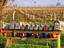 Vineyard Lane, California