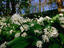 Ramsons (Wild Garlic) at Stackpole Estate in May.