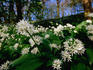 Ramsons (Wild Garlic) at Stackpole Estate in May.