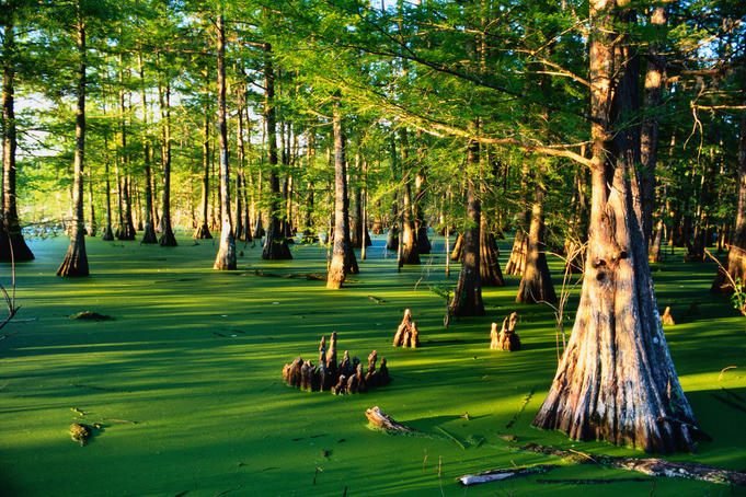Bayou - Louisiana