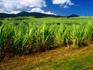 Countryside sugar cane fields.