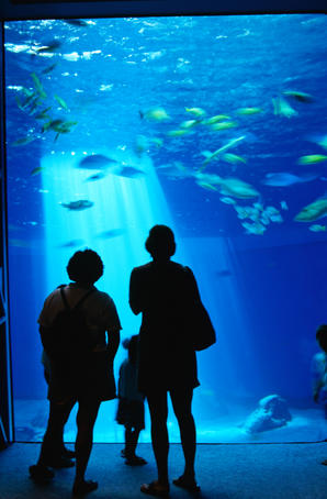 Visitors to the Maui Ocean Center silhouetted against the big reef tank. The state-of-the-art facility is the largest tropical aquarium in the United States.
