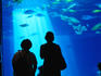 Visitors to the Maui Ocean Center silhouetted against the big reef tank. The state-of-the-art facility is the largest tropical aquarium in the United States.